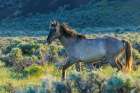 Wild mustang stallion taking a closer look Art Print